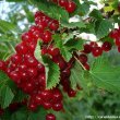 Ribes rubrum - Смородина красная