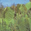 Rhus toxicodendron - Сумах ядовитый