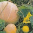 Cucurbita pepo - Тыква обыкновенная
