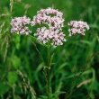 Valeriana officinale - Валериана лекарственная