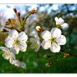 Cerasus vulgaris - Вишня обыкновенная 
