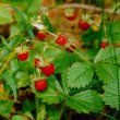 Fragaria vesca - Земляника лесная 