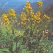 Solidago virgaurea -  3олотарник обыкновенный