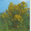 Hypericum perforatum - Зверобой продырявленный