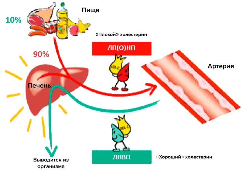Хороший и плохой холестерин