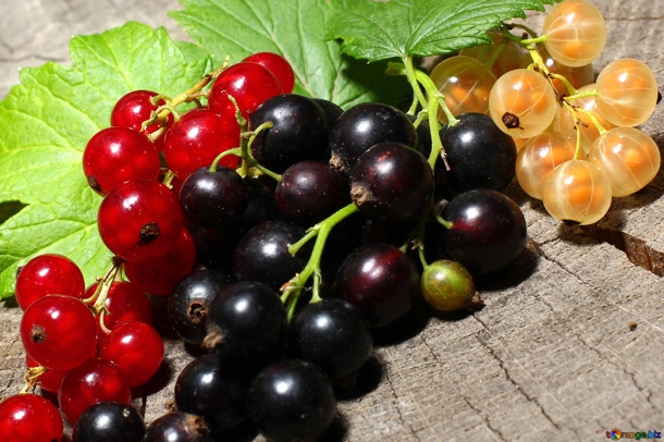 Смородина черная, красная, белая Смородина черная, красная, белая
