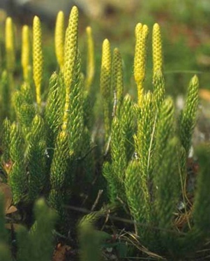 Ликоподиум клаватум (Lycopodium clavatum)