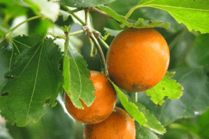 Игнация (Ignatia amara)