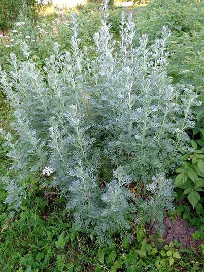 Полынь горькая (Artemisia absinthium) 