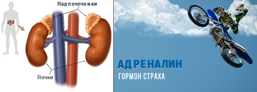 Гормоны стресса