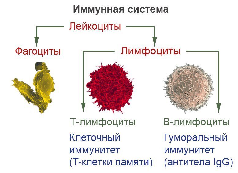 Что такое Т-клеточный иммунитет и почему у кого-то он имеется без прививки и болезни? Что такое Т-клеточный иммунитет