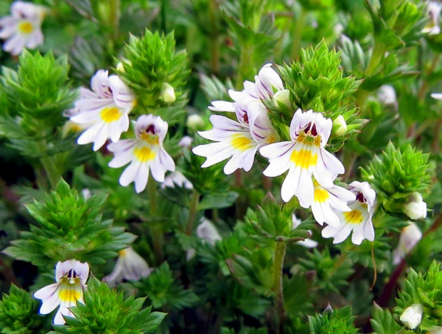 Эуфразия (Euphrasia) или очанка лечебная - трава для лечения глаз Эуфразия (Euphrasia) или очанка лечебная