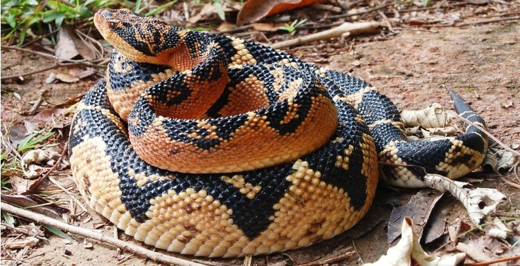 Лахезис мута (Lachesis muta) Лахезис мута