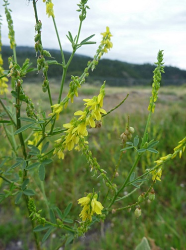 Мелилотус ( Melilotus Officinalis)