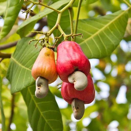 Anacardium occidentale-Анакардиум западный Anacardium occidentale-Анакардиум западный
