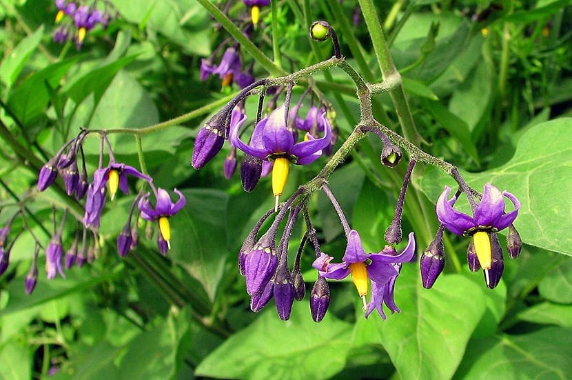 Solanum Дулькамара