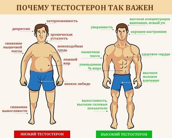 Как повысить уровень тестостерона